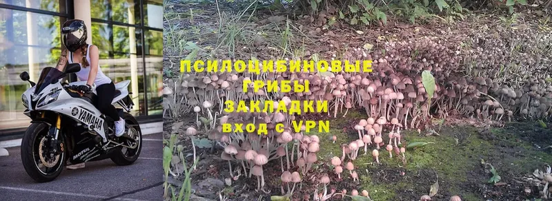 Псилоцибиновые грибы Magic Shrooms  Грязи 